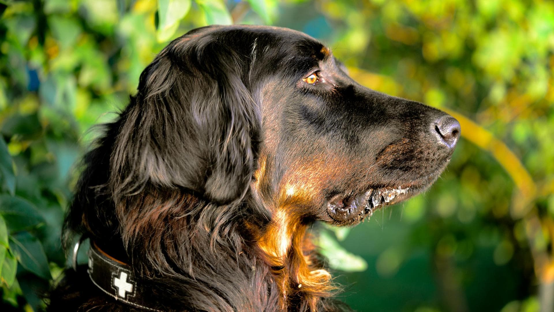 Dog & Cat Vets in Albuquerque