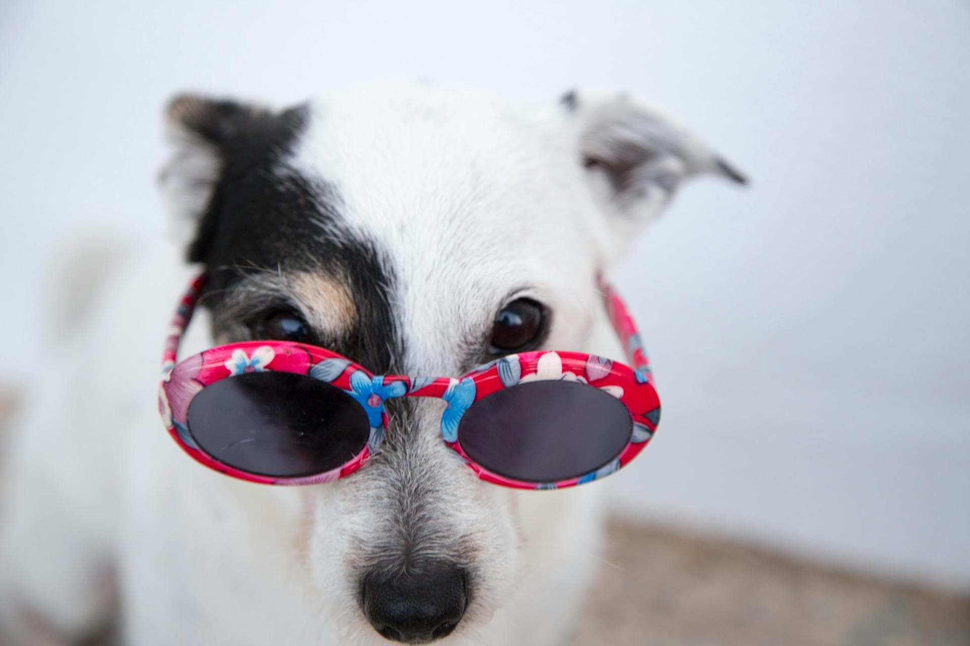 Specialist Vets in Albuquerque
