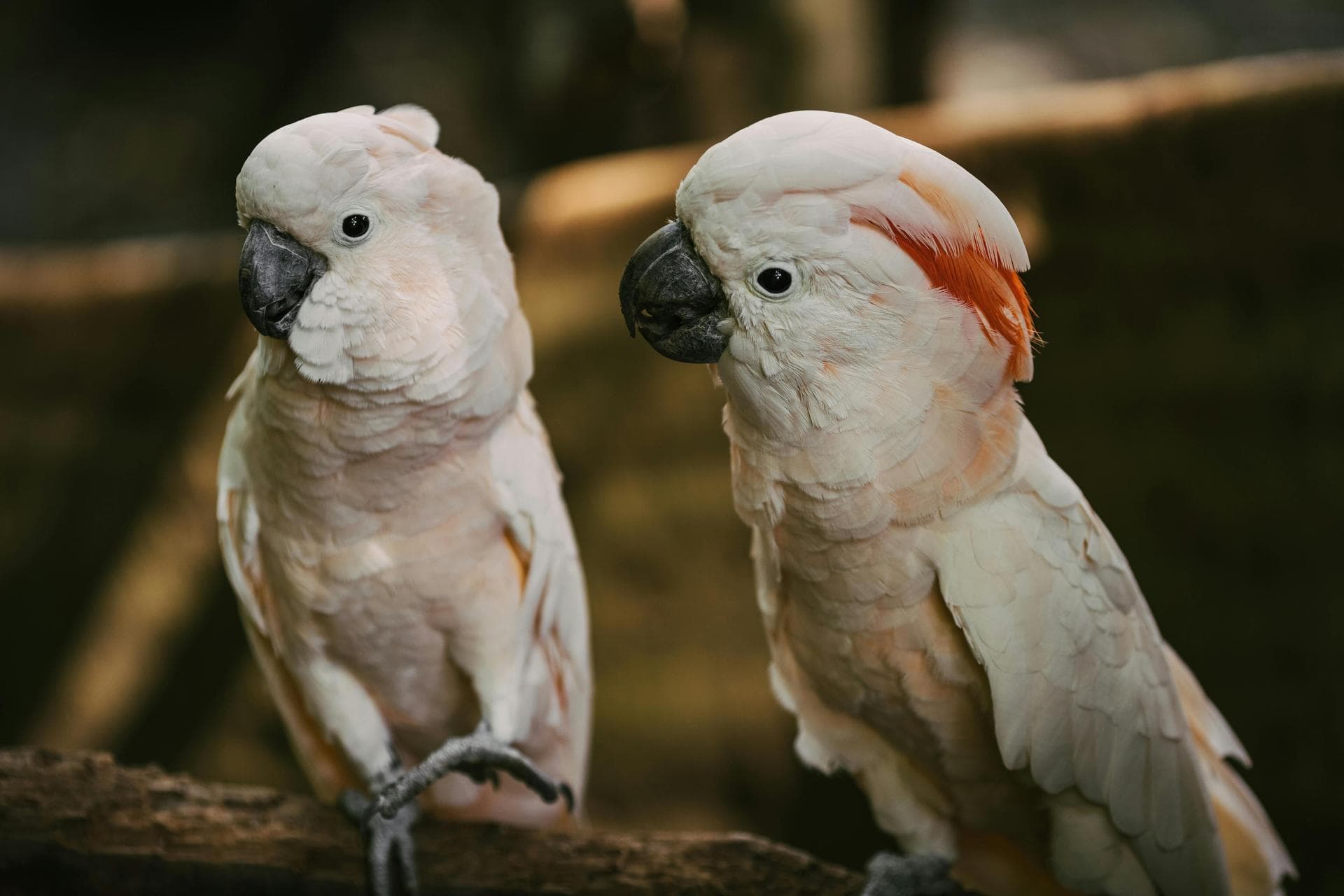 Specialist Vets in Albuquerque
